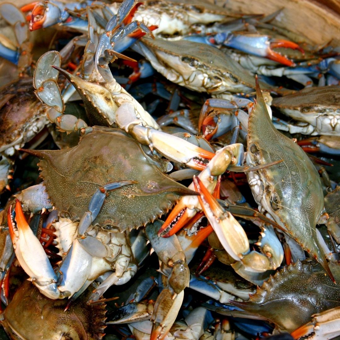 A pile of fresh crab.