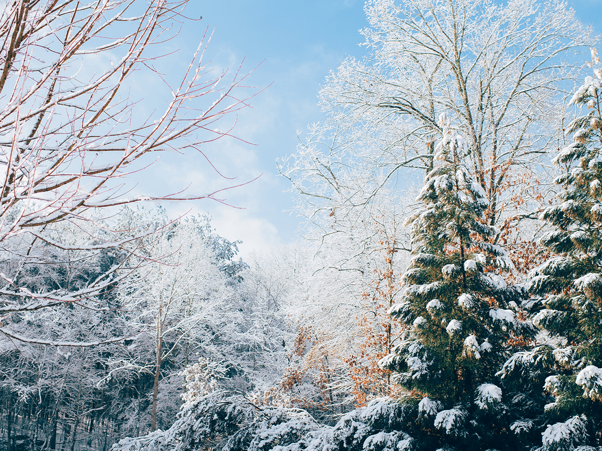image of winter trees